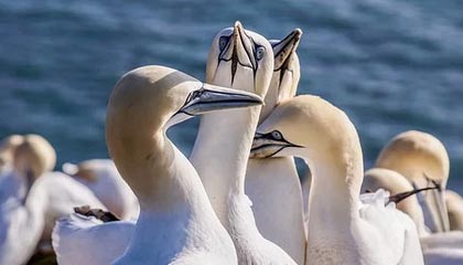 大手往哪秘密花园探去:探索未知的奢华生活