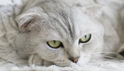 国产精品久久久久久久久99热:探索高品质国产内容的新境界