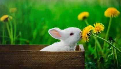 怎么能让鸡变大变粗土方法,轻松养出健康大鸡